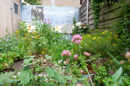 tuin bloemen