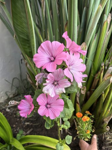 bloemen tuin