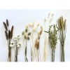 droogbloemen bosje neutraal wit