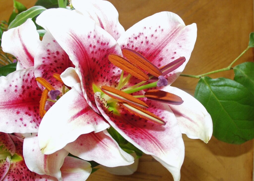 amaryllis