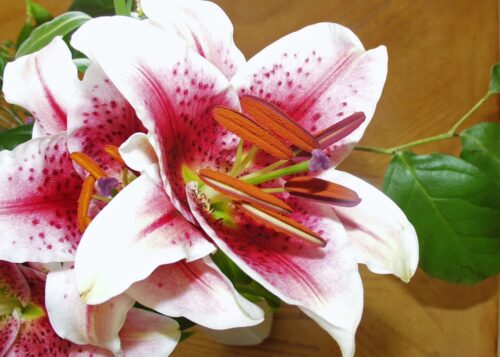 amaryllis